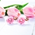 Picture of Touching Flowers & Plants Rose Gold Plated Stud 